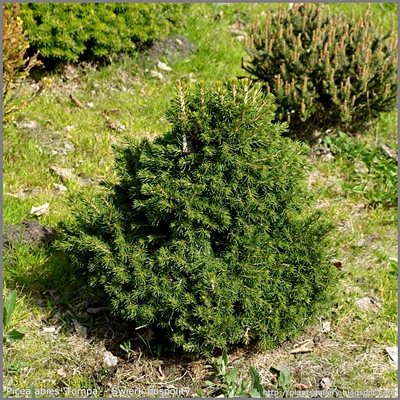 Picea abies 'Tompa' - Świerk pospolity 'Tompa'