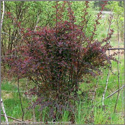 Berberis ottawensis 'Auricoma' - Berberys ottawski  'Auricoma' pokrój młodej rośliny wiosną