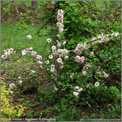 Prunus triloba - Migdałek trójklapowy pokrój młodej rośliny