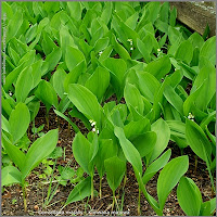 Convallaria majalis - Konwalia majowa wiosną