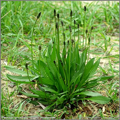 Plantago lanceolata - Babka lancetowata pokrój