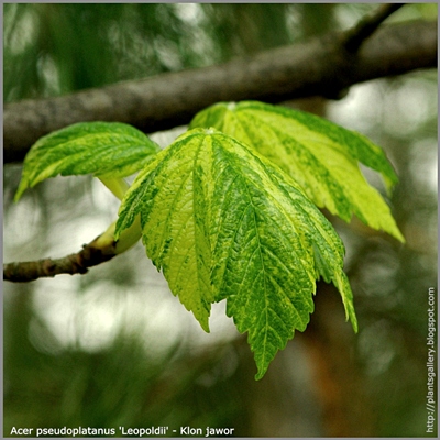 Acer pseudoplatanus 'Leopoldii' - Klon jawor 'Leopoldii' 
