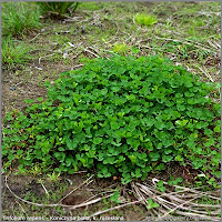 Trifolium repens - Koniczyna biała, k. rozesłana pokrój