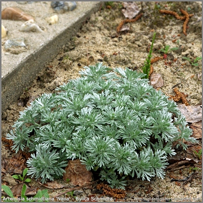 Artemisia schmidtiana 'Nana' - Bylica Schmidta