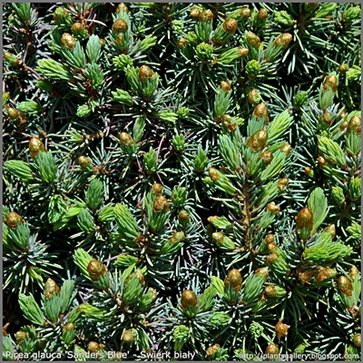 Picea glauca 'Sanders Blue' - Świerk biały 'Sanders Blue' 