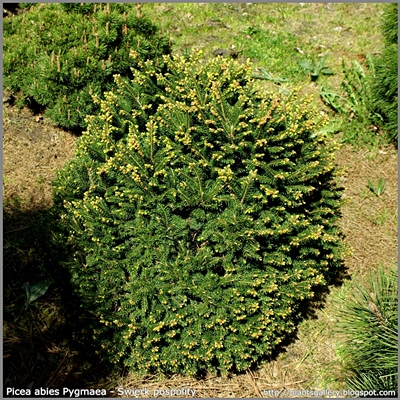 Picea abies Pygmaea - Świerk pospolity 'Pygmaea' 