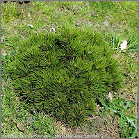 Pinus leucodermis 'Schmidtii' - Sosna bośniacka 'Schmidtii' 
