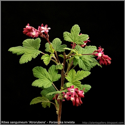 Ribes sanguineum 'Atrorubens' flower - Porzeczka krwista 'Atrorubens' kwiaty