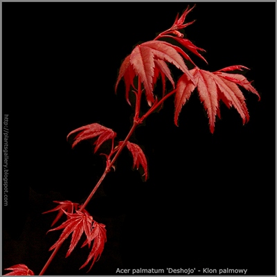 Acer palmatum 'Deshojo' - Klon palmowy 'Deshojo' 