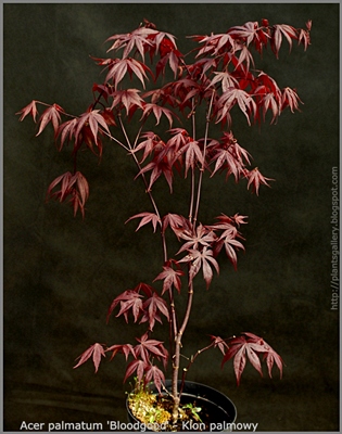Acer palmatum 'Bloodgood' - Klon palmowy 'Bloodgood'