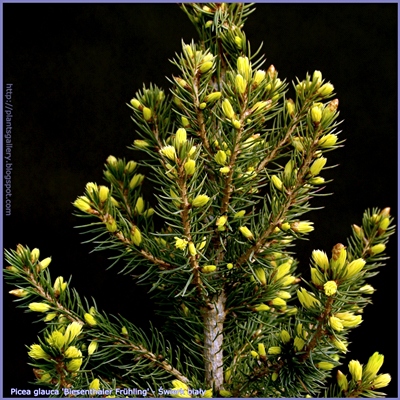 Picea glauca 'Biesenthaler Frühling' - Świerk biały 'Biesenthaler Frühling'