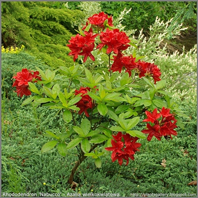 Rhododendron 'Nabucco' - Azalia wielkokwiatowa 'Nabucco' 