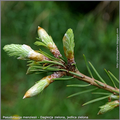 Pseudotsuga menziesii - Daglezja zielona, jedlica zielona