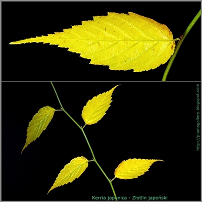 Kerria japonica - Złotlin japoński