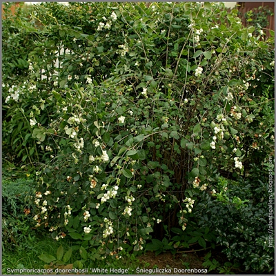 Symphoricarpos doorenbosii 'White Hedge' - Śnieguliczka Doorenbosa 'White Hedge'