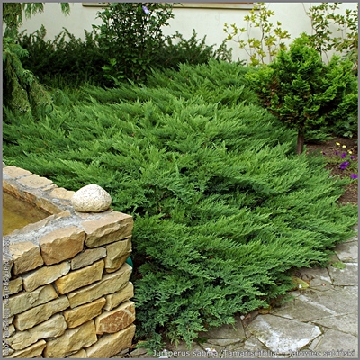 Juniperus sabina 'Tamariscifolia' - Jałowiec sabiński