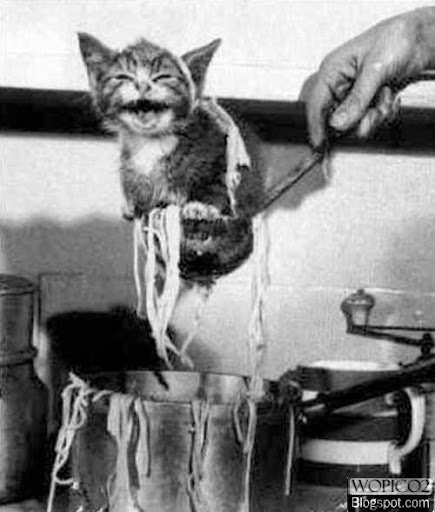 Cat Noodles