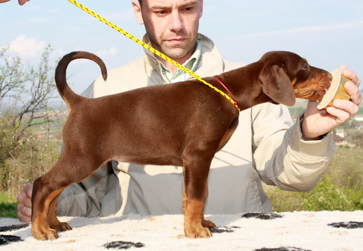 Zsuzsi%20puppies%20306.jpg