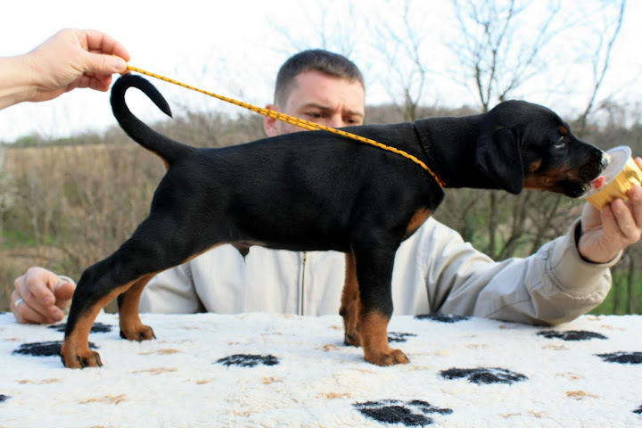 Zsuzsi%20puppies%20537.jpg