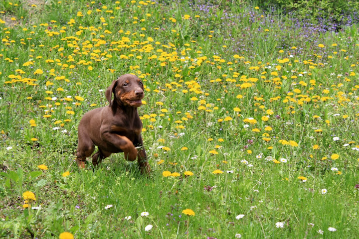 7%20weeks%20puppies%20189.jpg