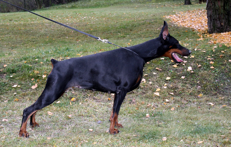 dogs%20365.jpg