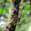 Lagartija camaleón de dosel-- Canopy Lizard