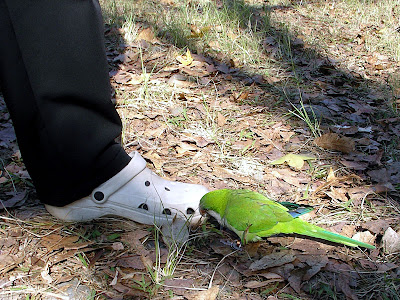 台中和平汶山露營區 @98 年元旦活動 (2-2)