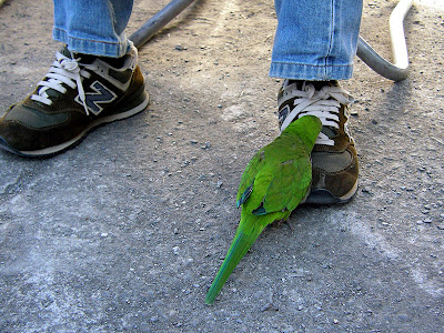 高雄那瑪夏發啦斯營地 @98 年春節移動露營 (4-1)