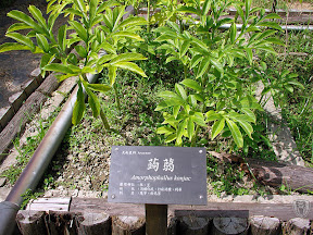 花蓮牛山呼庭，台東小野柳，台東ㄚ一ㄚ旺 @95 年中秋露營