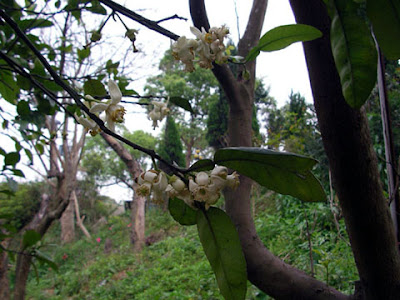 新竹關西飛鳳園農場 @定點露營