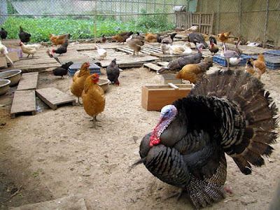 新竹關西飛鳳園農場 @定點露營