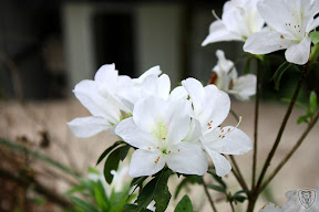 新竹北埔永茂森林山莊 @2009 第一屆古典燈爐聚會