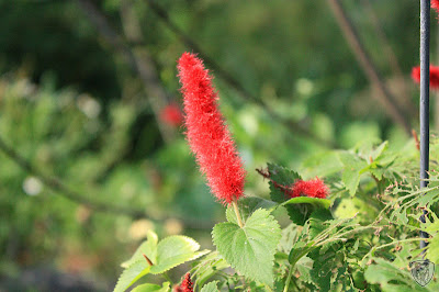 南投草屯本草奇花園 @八大露營社中/南區迎新活動