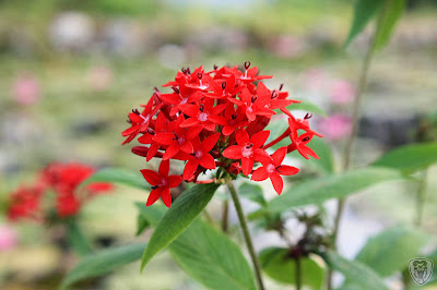 南投草屯本草奇花園 @八大露營社中/南區迎新活動