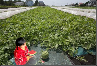 Watermelon field prachi