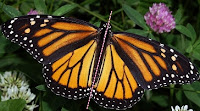 butterfly: line symmetry