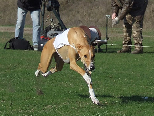 Coursing%20Kecskemet%202009%2010_003.jpg
