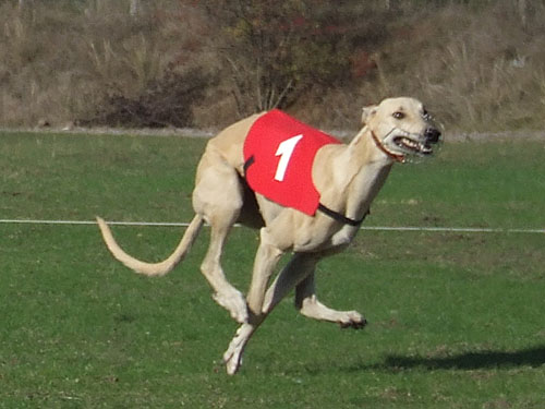 Coursing%20Kecskemet%202009%2010_004.jpg