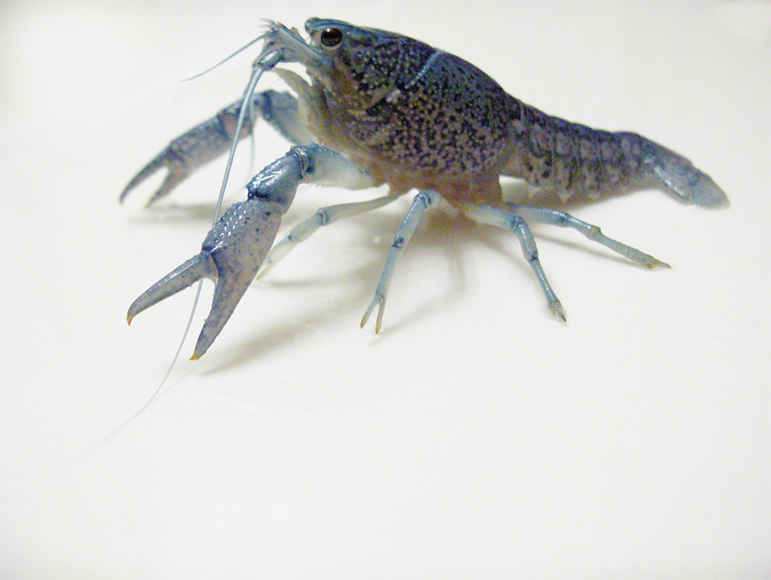 blue crayfish