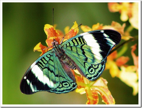 Rainforest Butterfly wallpaper 1600 x 1200 resolution