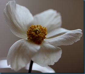 hvit blomst5