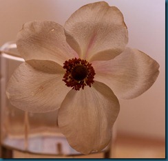 hvit blomst1