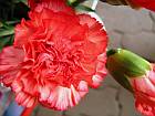 Red carnation flower-close-up
