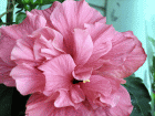 Pink Hibiscus flower picture