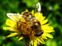 Dandeleon flower with a bee-Dandelion Symbolism