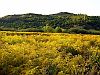 Yellow fields of Goldenrod flower
