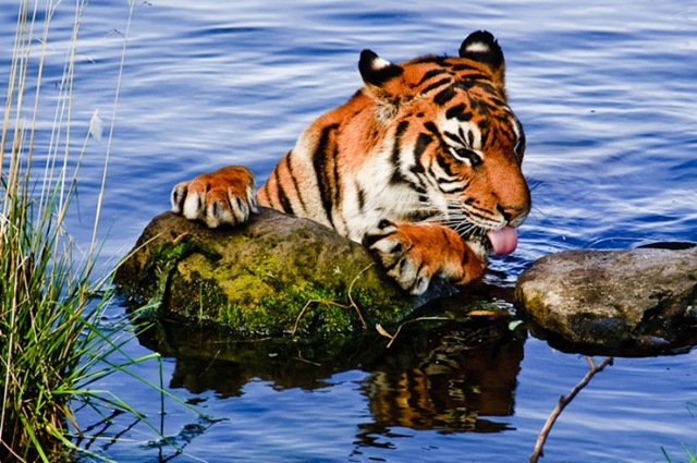 [Tigerinwater3.jpg]