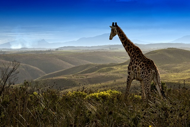 [WildlifephotographyGiraffe3.jpg]