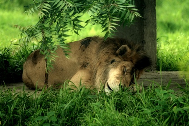 lion-in-slumber