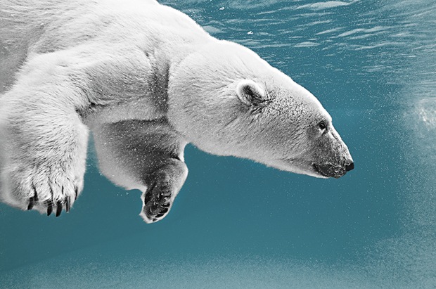 Wildlife-photography-polar-bear-under-water